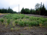 Duck Pond Mine Sewage Treatment and Polishing Pond Planting